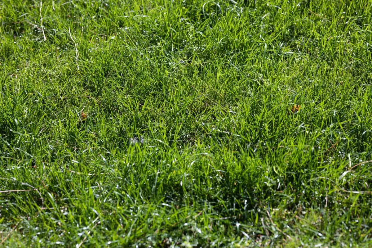 New Lawn Establishment in Corpus Christi, TX
