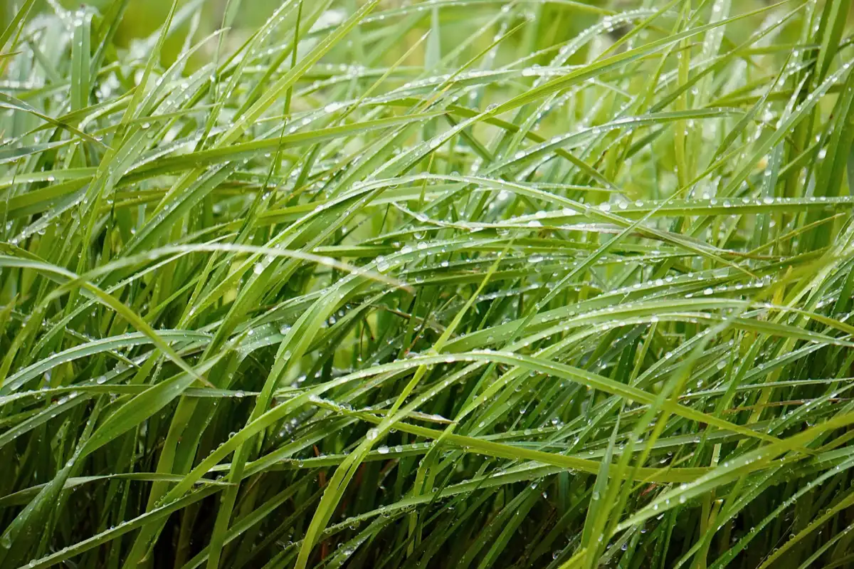 Artificial Turf Installation in Corpus Christi, TX