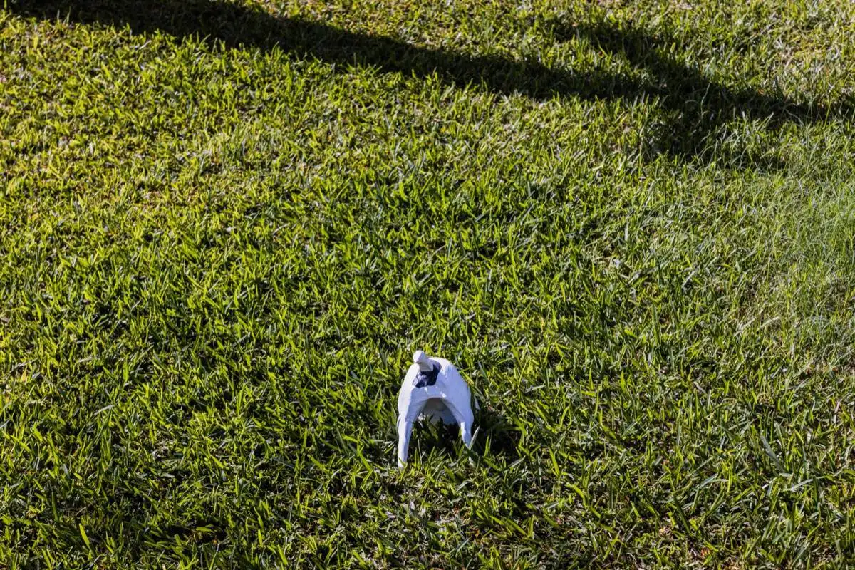 sod installation project in Corpus Christi, TX — 3