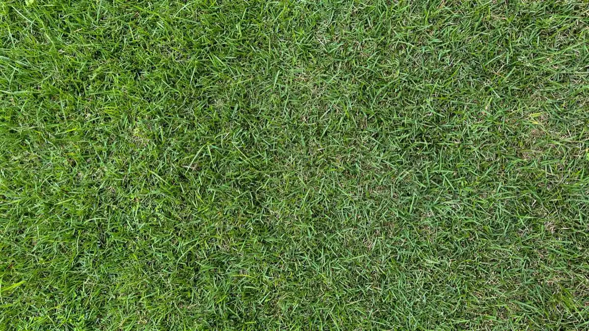 Lawn Leveling & Grading in Corpus Christi, TX